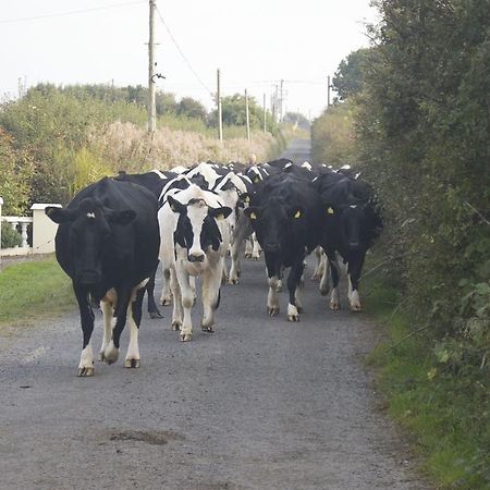 BallylongfordGreenfields Farmhouse别墅 外观 照片