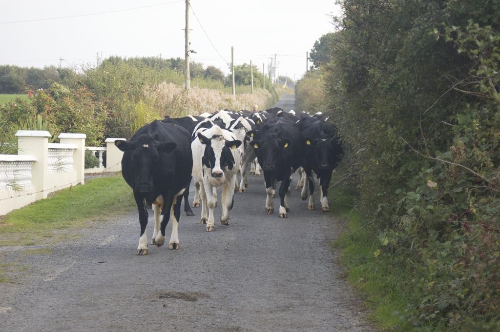 BallylongfordGreenfields Farmhouse别墅 外观 照片